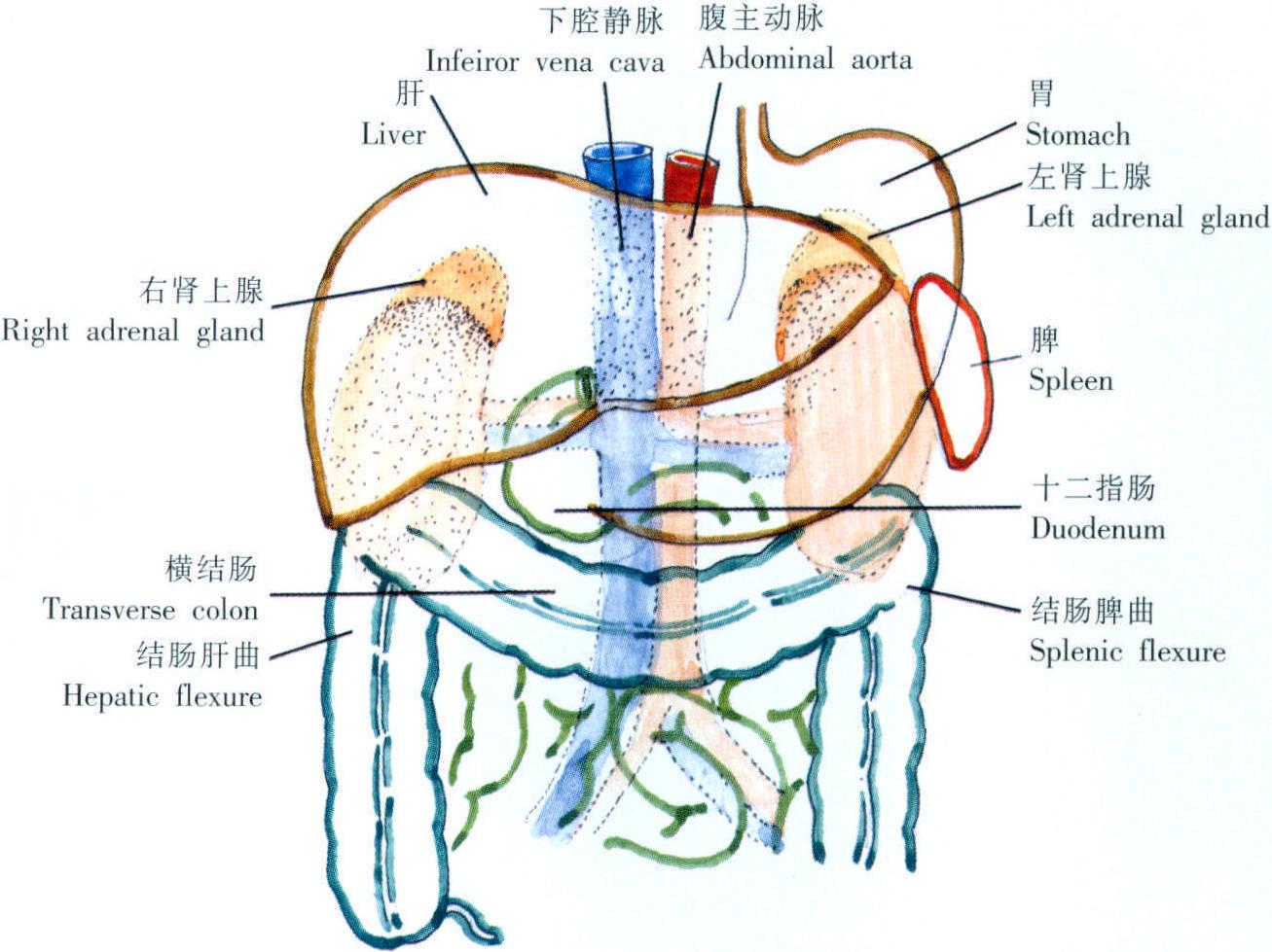 人体肾解剖模型,病变肾脏模型 肾脏模型 人体内脏器官解剖模型-阿里巴巴